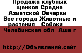 Продажа клубных щенков Средне Азиатской Овчарки - Все города Животные и растения » Собаки   . Челябинская обл.,Аша г.